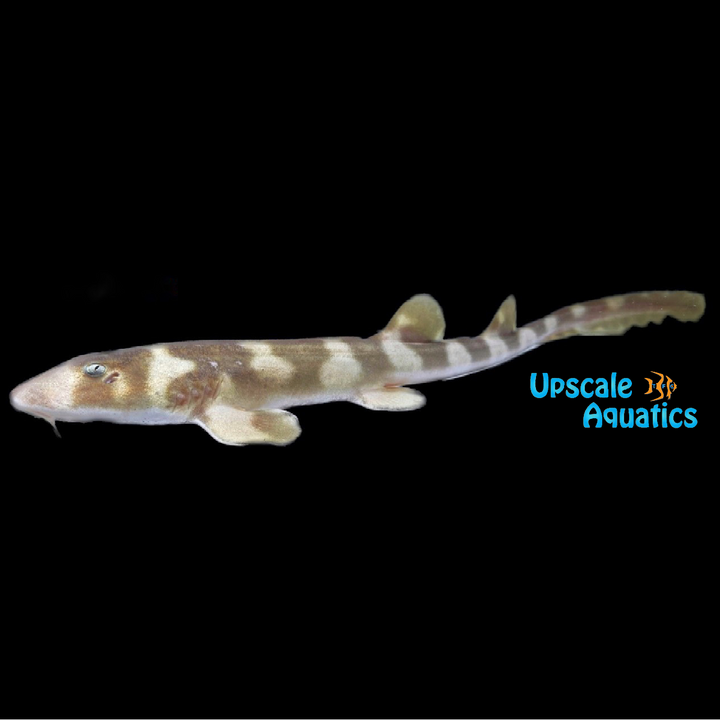 Brownbanded Bamboo Shark (Chiloscyllium punctatum)