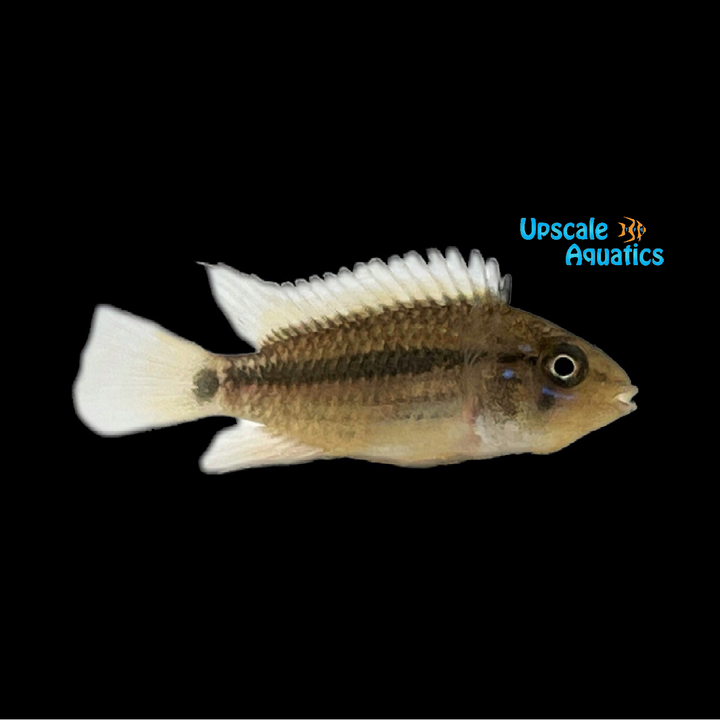 Apisto. Ortegai 'Pebas' (Apistogramma sp. ortegai 'Pebas')