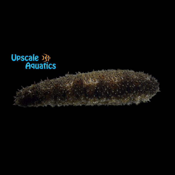 Sand Sifting Cucumber (Holothuria floridana)