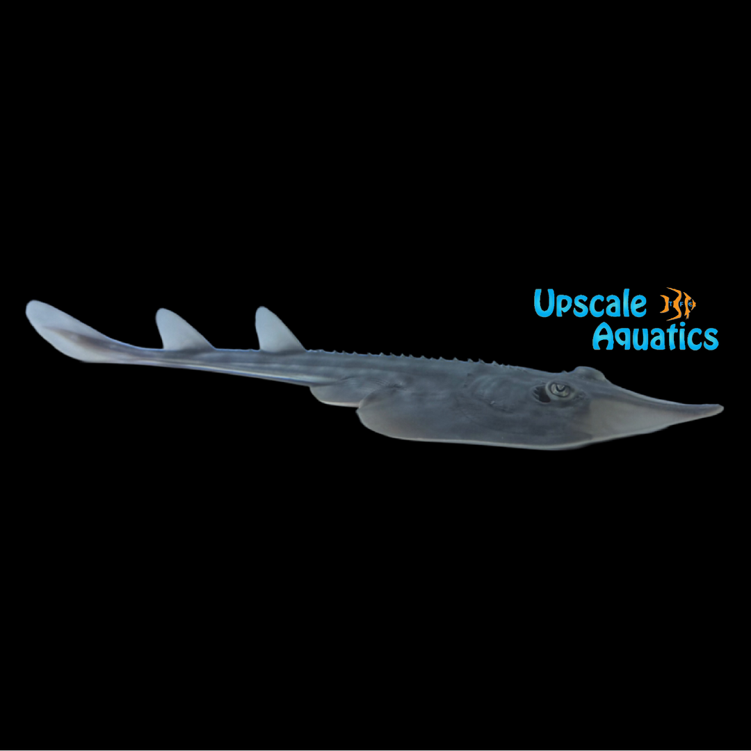 Atlantic Guitarfish (Rhinobatos lentiginosus)