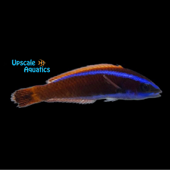 Chiseltooth Wrasse (Pseudodax moluccanus)