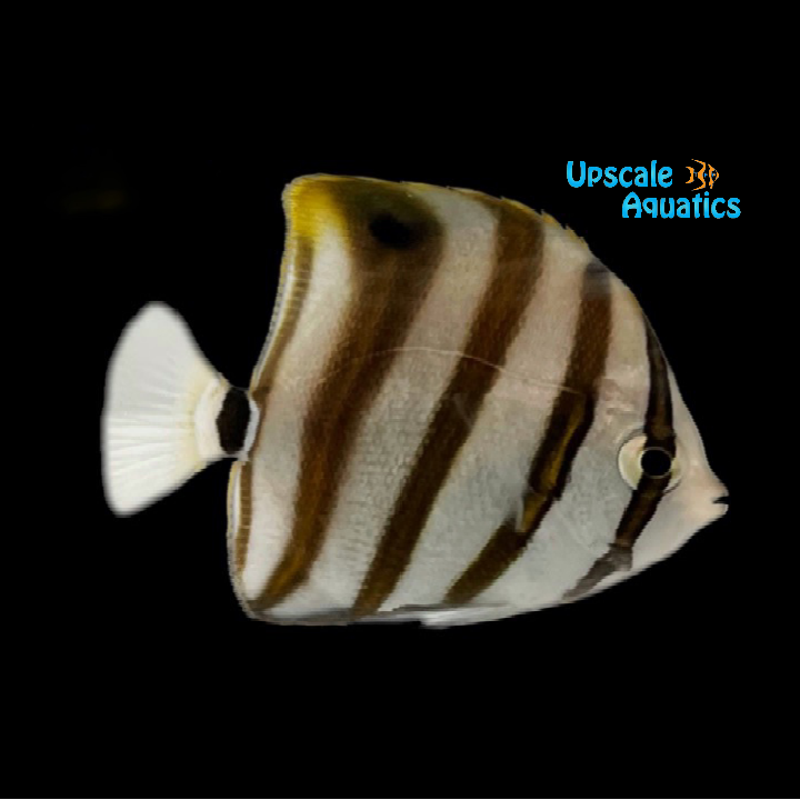 Sixspine Butterflyfish (Parachartodon ocellatus)