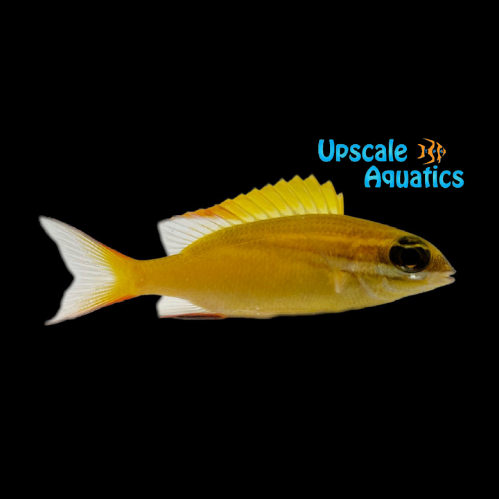 Two Lined Monocle Bream (Scolopsis bilineata)