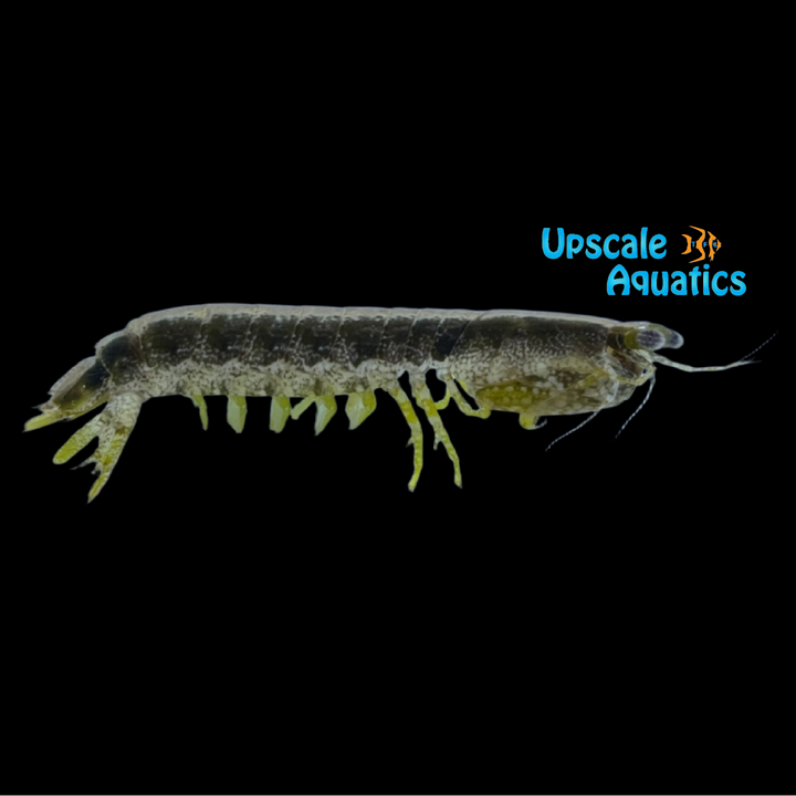 Skunk Mantis Shrimp (Pseudosquilla ciliata)