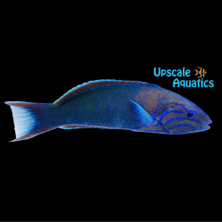 Sunset Wrasse (Thalassoma grammaticum)