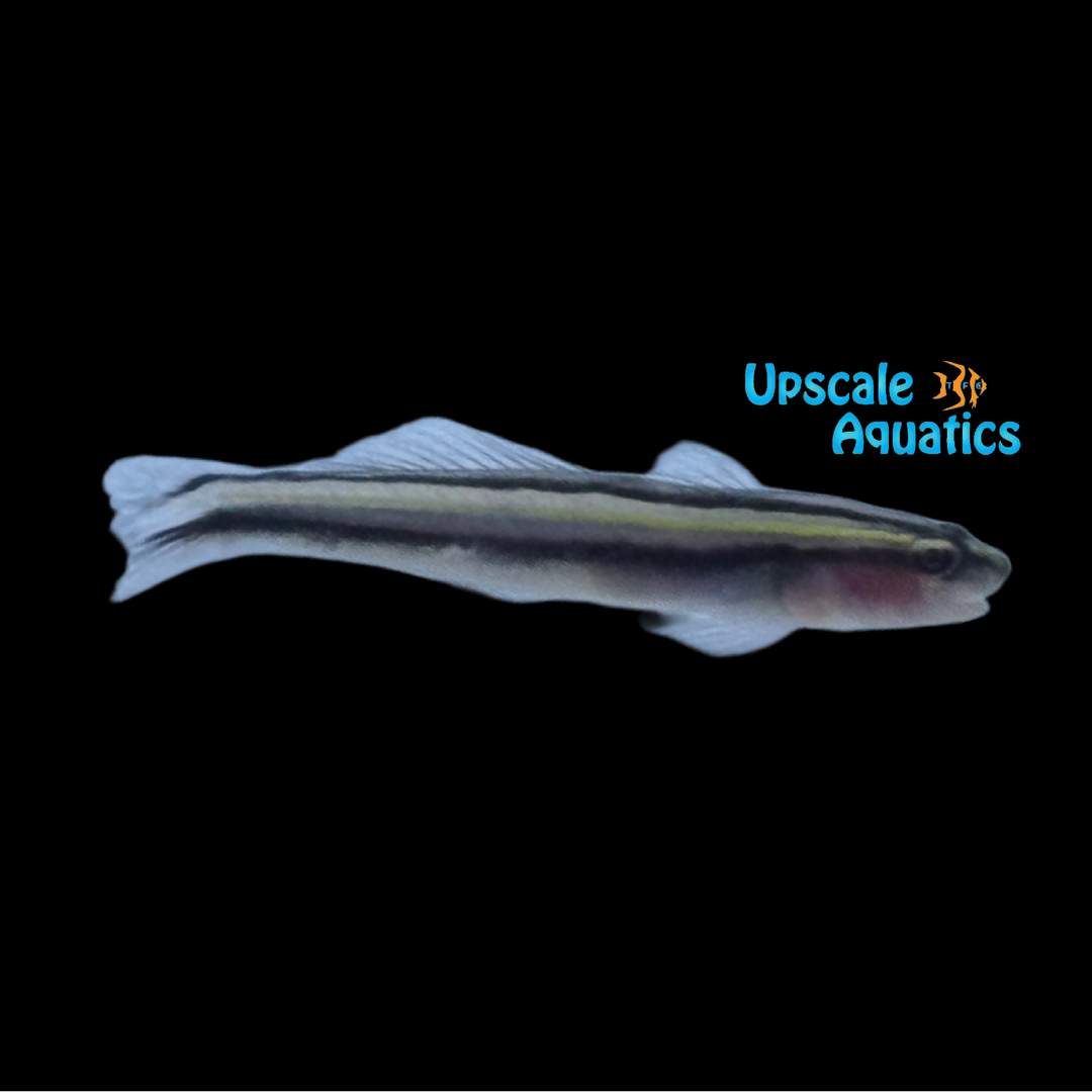 Barsnout Goby - Captive Bred (Elacatinus illecebrosus)
