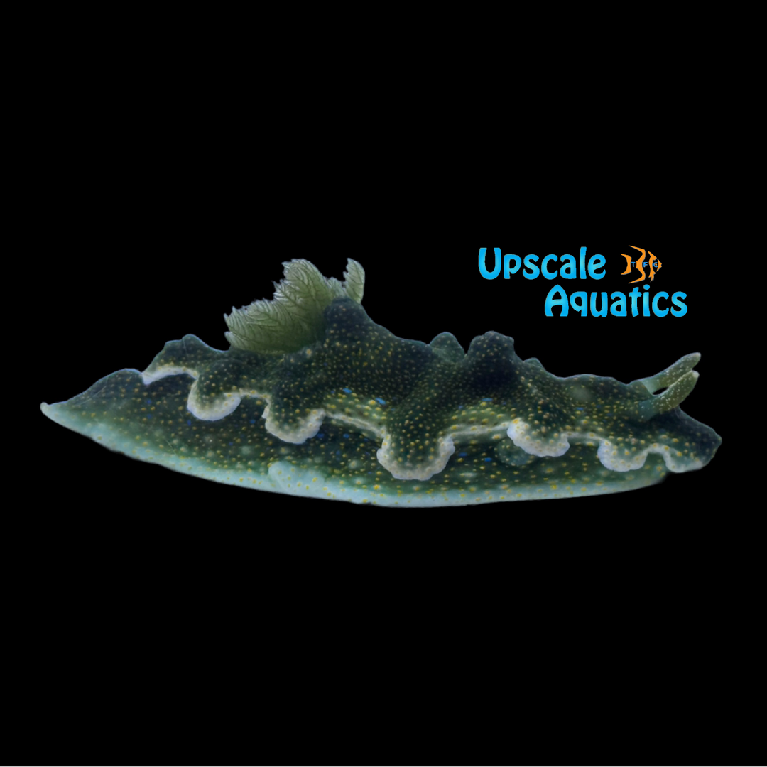 Jolly Green Giant Nudibranch (Miamira sinuata)