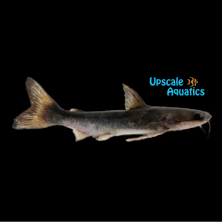Piresi Catfish (Tocantinsia piresi)