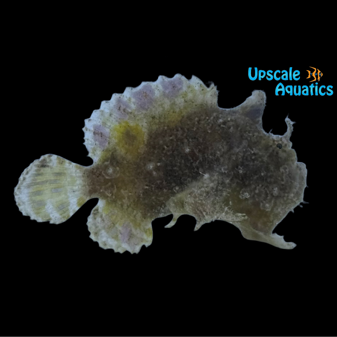 Sanguine Frogfish (Abantennarius sanguineus)