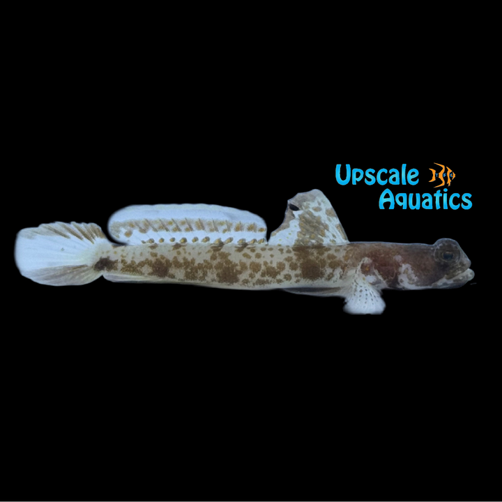 Monster Shrimp Goby (Tomiyamichthys oni)