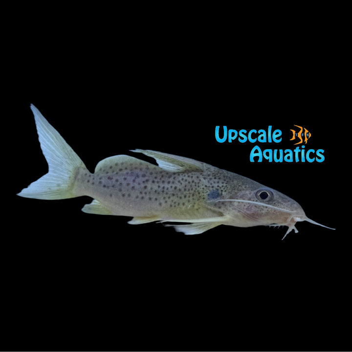 Synodontis Ouemeensis