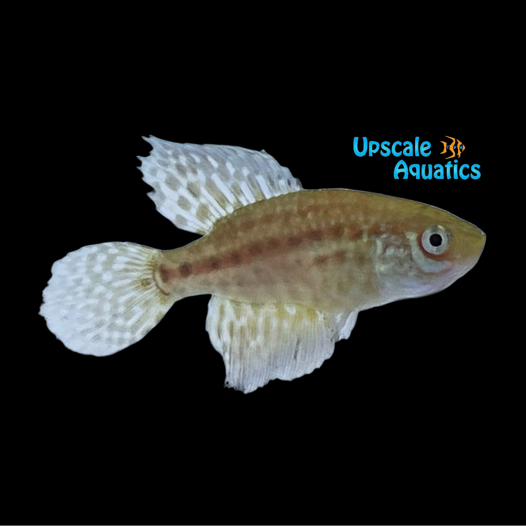 Constanciae Killifish (Simpsoynichthys constanciae)