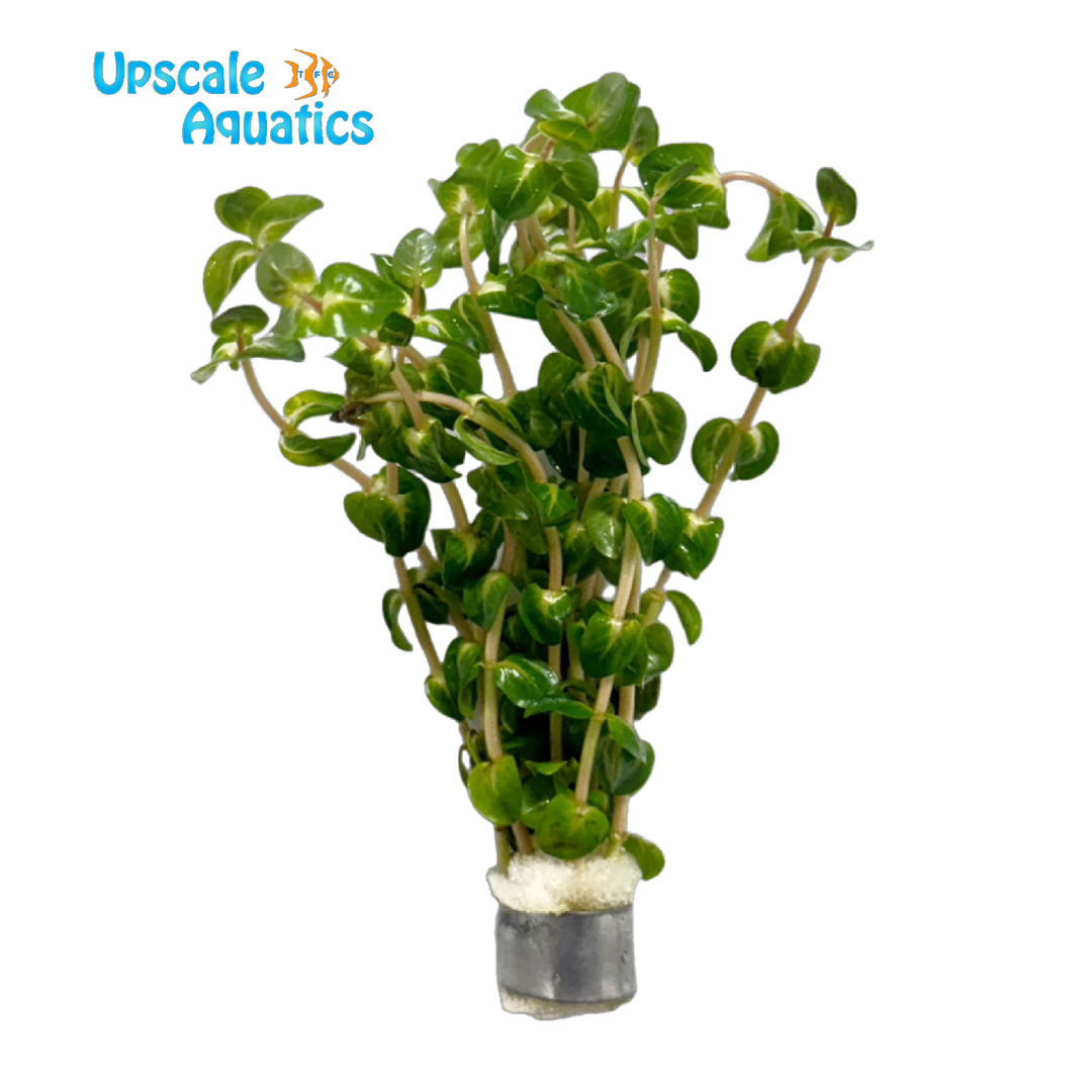 Pearl Rotala Macrandra (Rotala macrandra pearl)