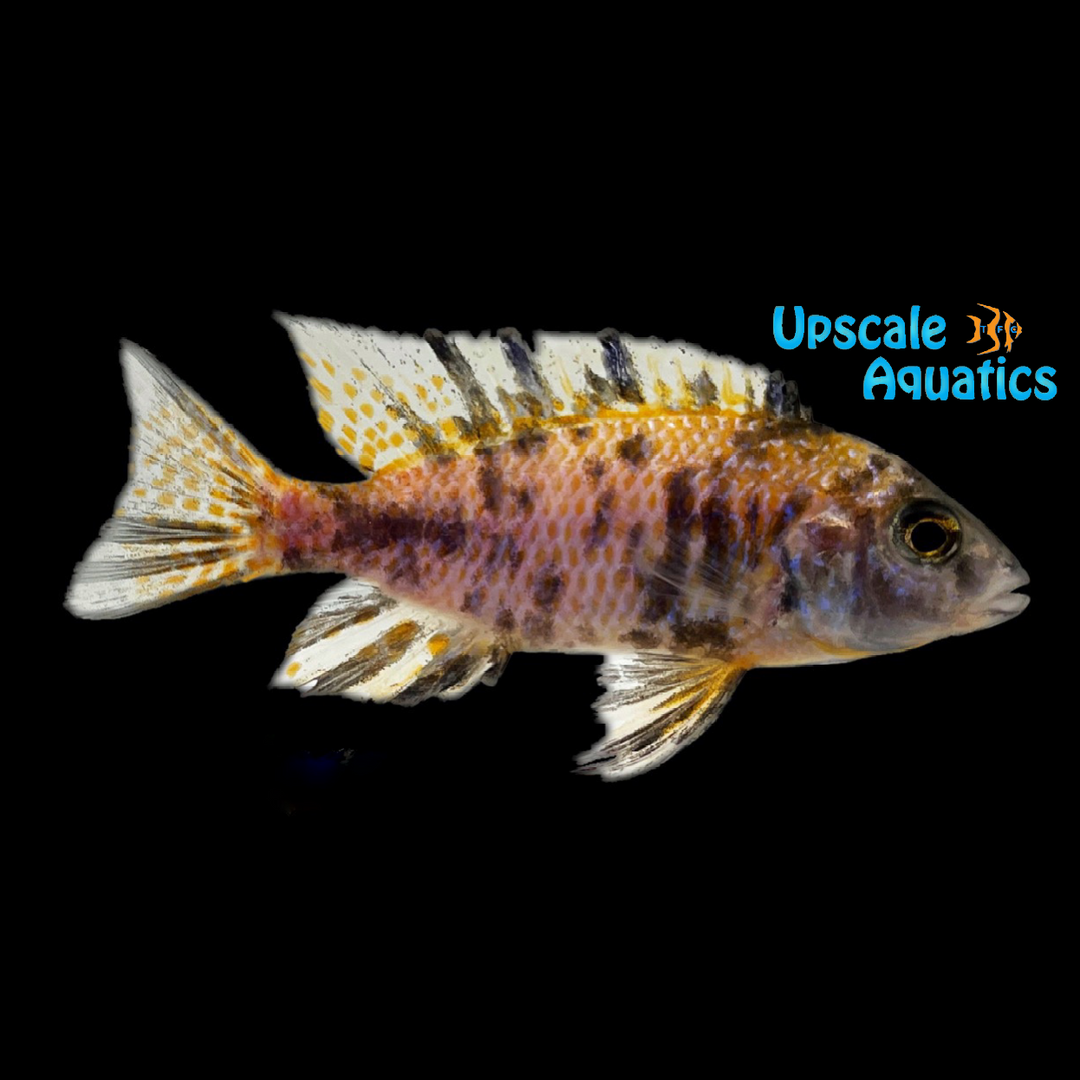 OB Lemon Jake Peacock (Aulonocara jacobfreibergi 'Undu Reef' ob)