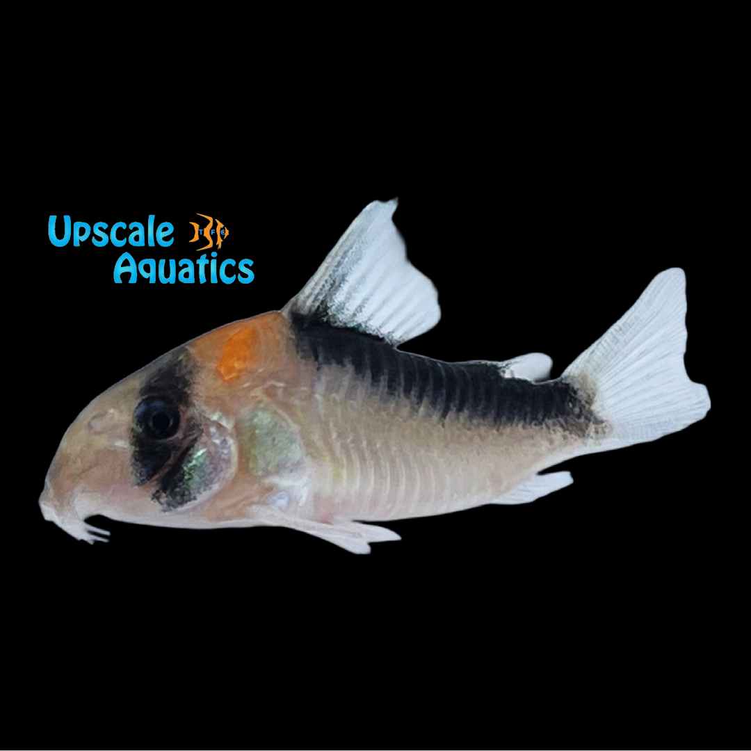 Adolfoi Cory (Corydoras adolfoi)