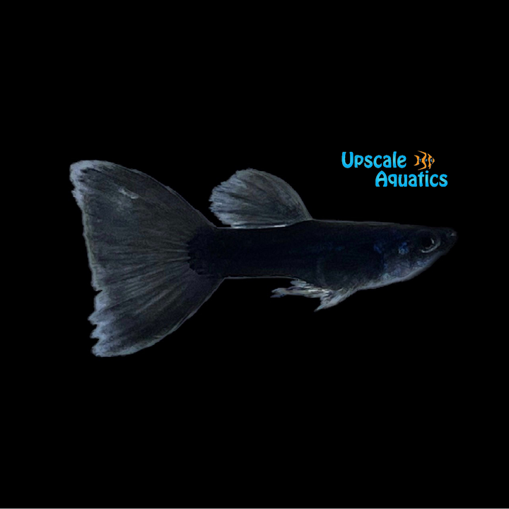 Black Moscow Guppy (Poecilia reticulata)