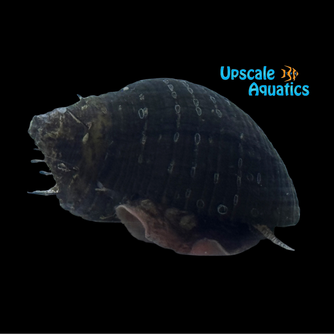 Hairy Nerite Snail (Thiara cancellata)