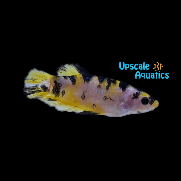 Koi Halfmoon Betta - Female (Betta splendens)