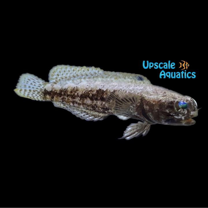 Dusky Jawfish (Opistognathus whitehursti)