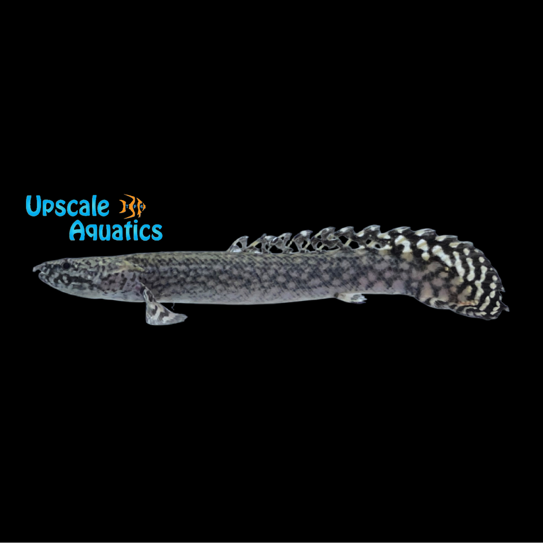 Ornate Bichir (Polypterus ornatipinnis)