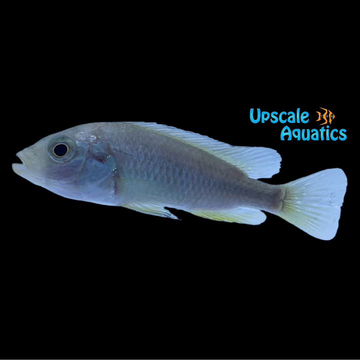 Cherry Red Hap (Haplochromis brownae)