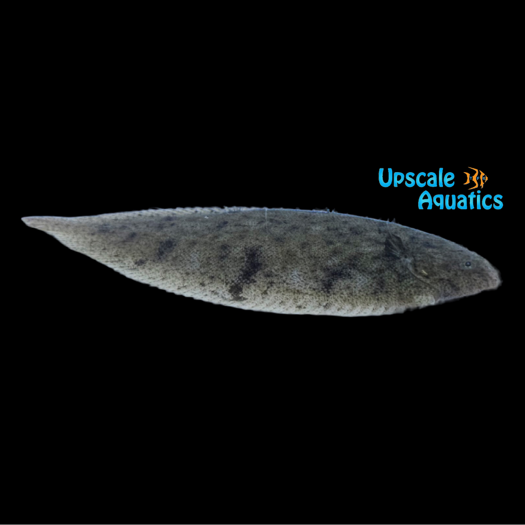 Indian Freshwater Flounder (Euryglossa panoides)