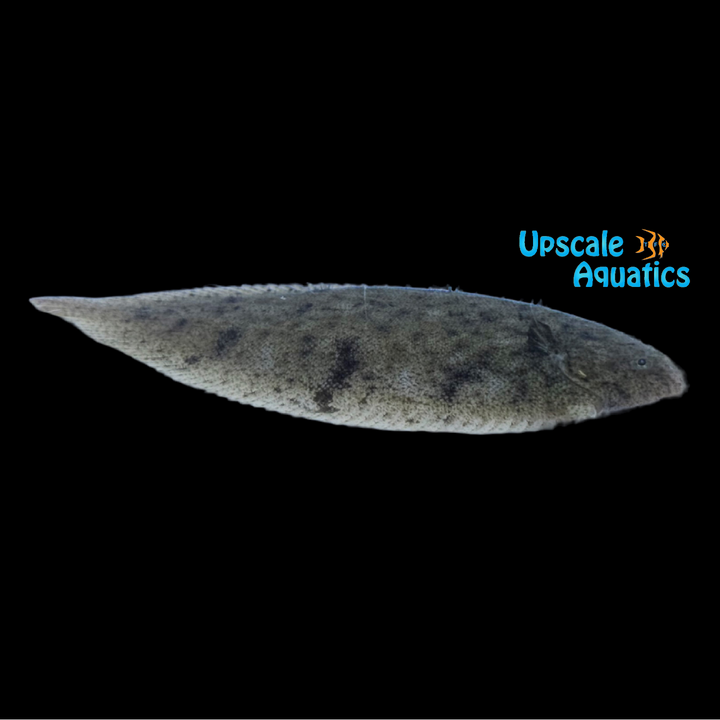 Indian Freshwater Flounder (Euryglossa panoides)