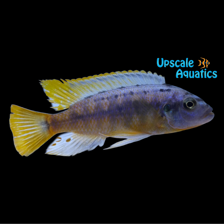 Nkhata Orange Cichlid (Petrotilapia microgalana 'Nkhata Orange')