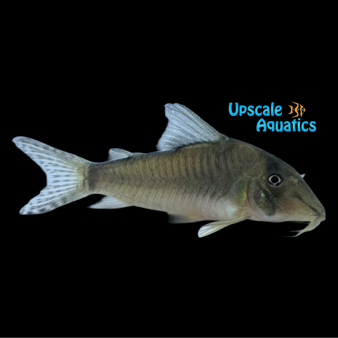 Olga Cory (Corydoras simulatus)