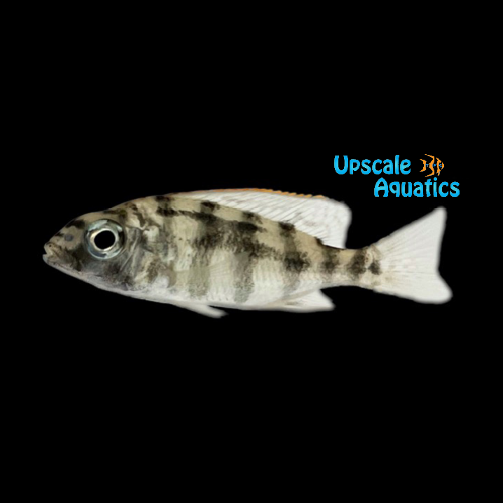 Johnstoni Solo Hap (Placidochromis 'johnstoni solo')