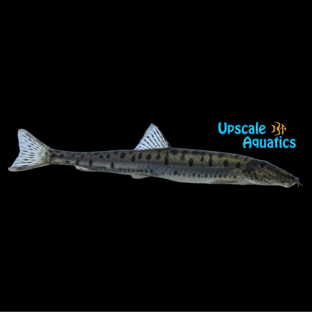 Banded Horseface Loach (Acantopsis dialuzona)