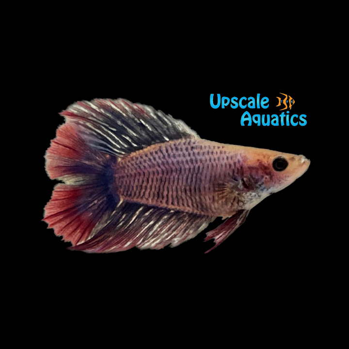Twintail Halfmoon Betta - Female (Betta splendens)