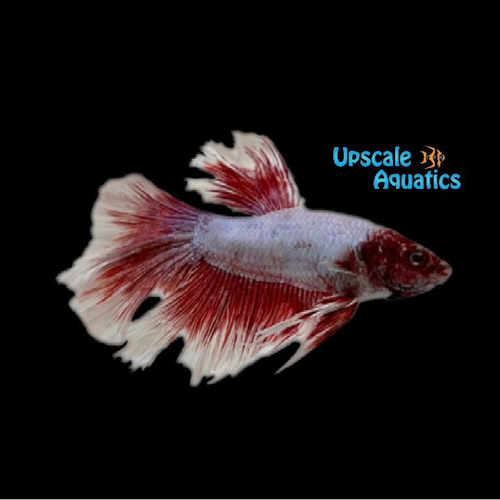 Pink Orchid Halfmoon Betta - Male (Betta splendens)