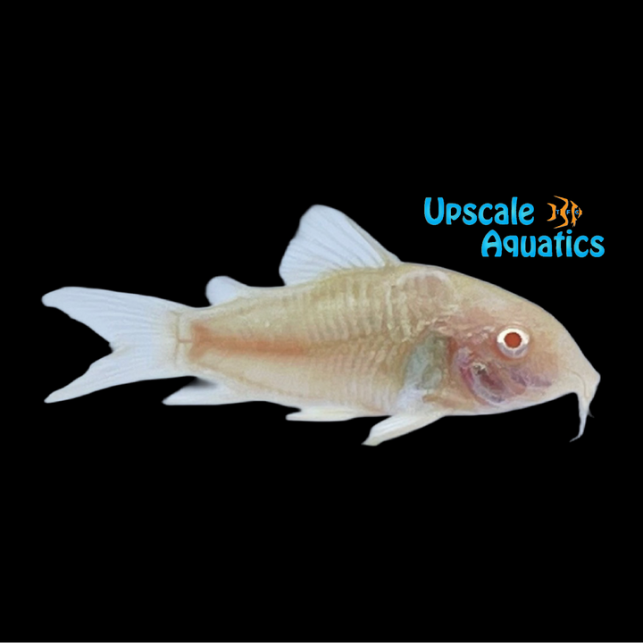 Albino Aeneus Cory (Corydoras aeneus)