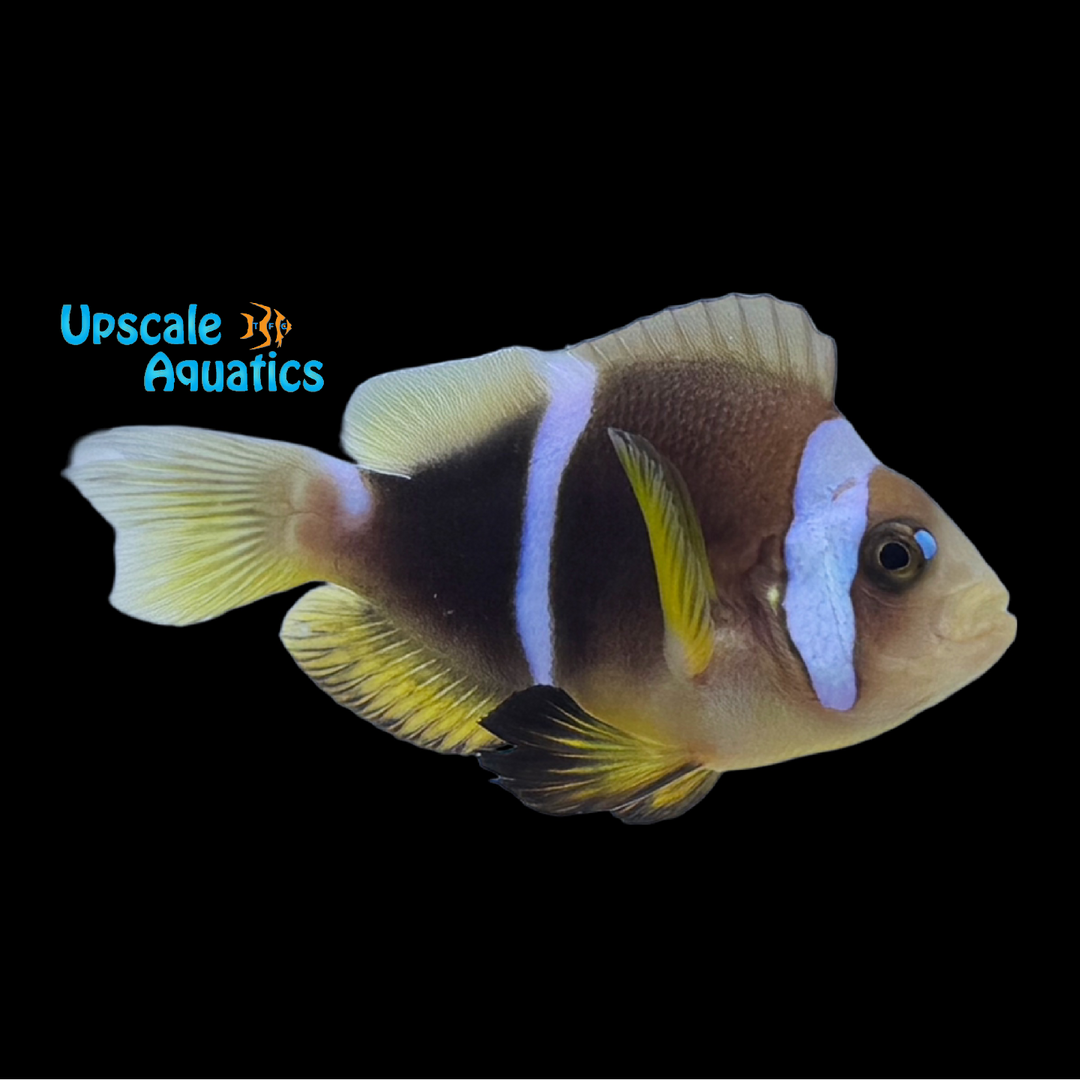 Pearl Eye Bicinctus Clownfish (Amphiprion bicinctus)