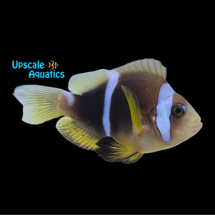 Pearl Eye Bicinctus Clownfish (Amphiprion bicinctus)