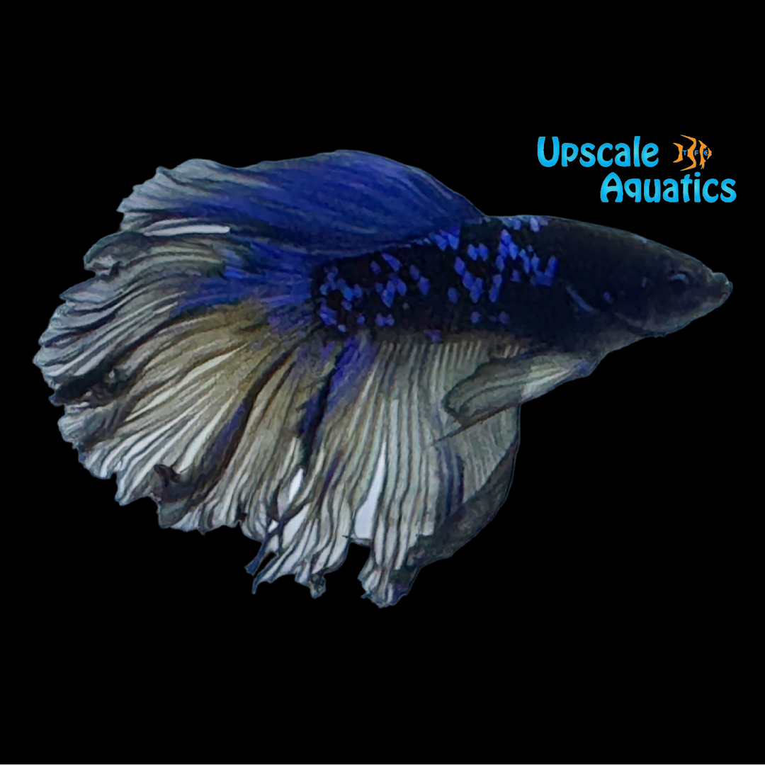 Avatar Super Delta Betta - Male (Betta splendens)