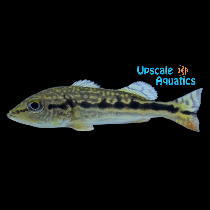 Cobra Snakeskin Peacock Bass (Cichla sp.)