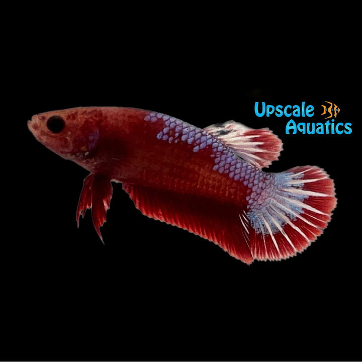 Hellboy Plakat Betta - Female (Betta splendens)