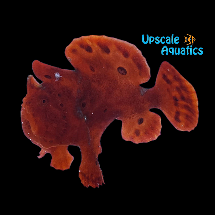 Red Angler (Antennarius nummifer)