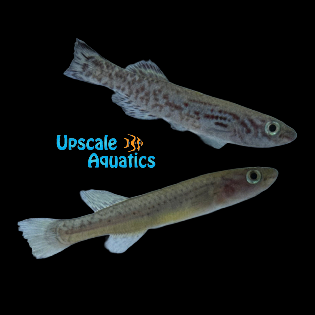 Mamfensis Gardner's Killifish (Fundulopanchax gardneri mamfensis 'Okoyong')