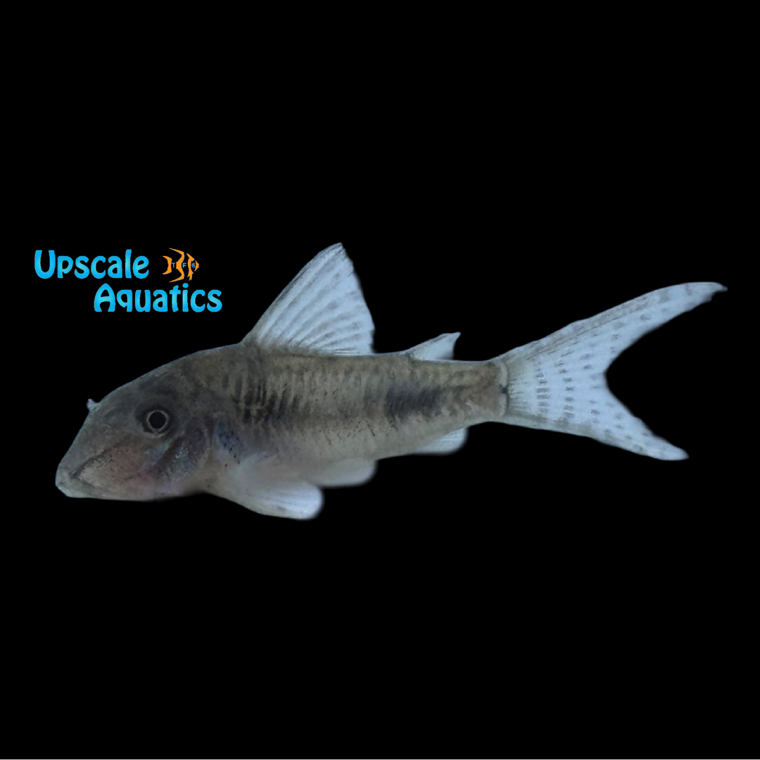 Ellis Cory (Corydoras ellisae)
