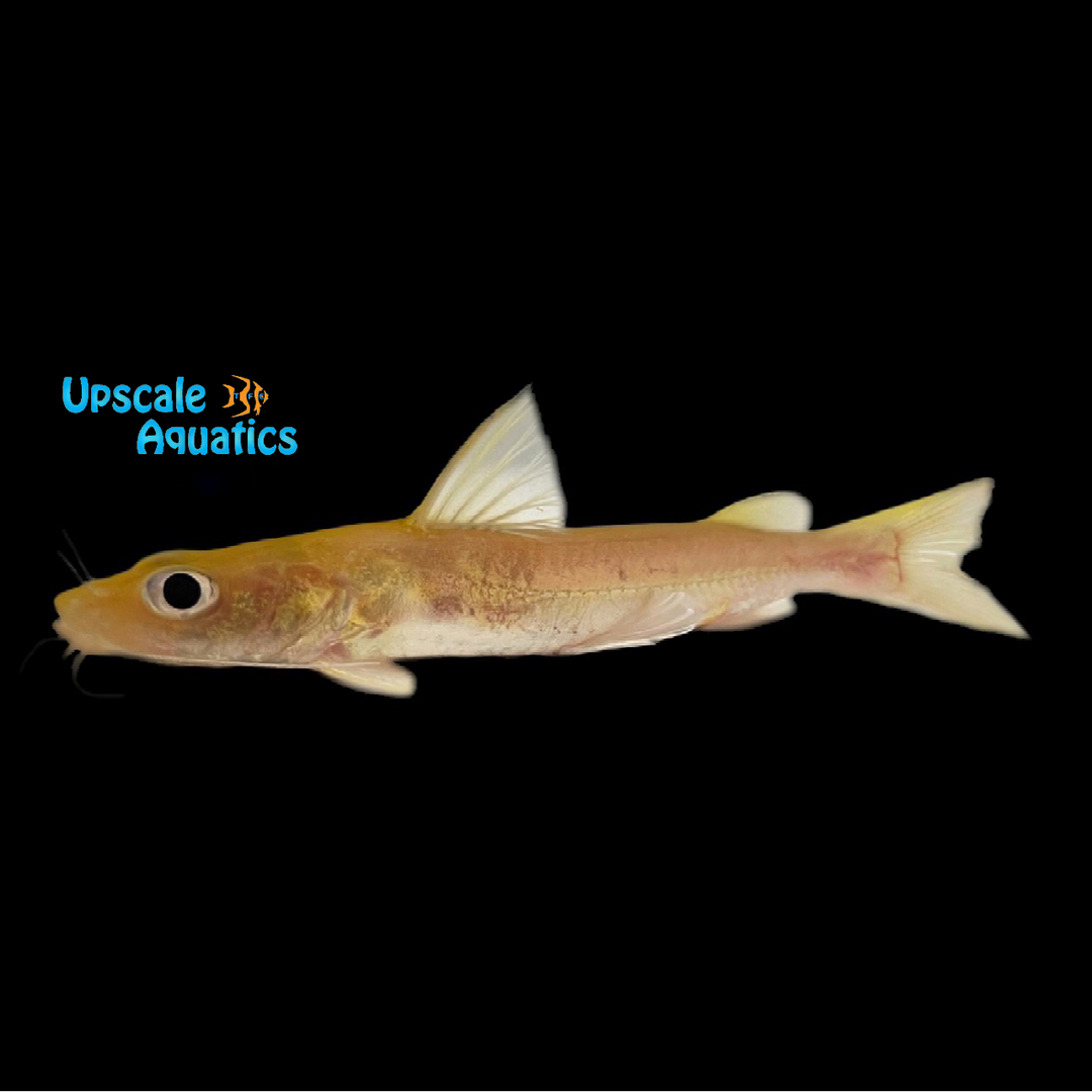 African Forktail Catfish (Chrysichthys nigrodigitatus)