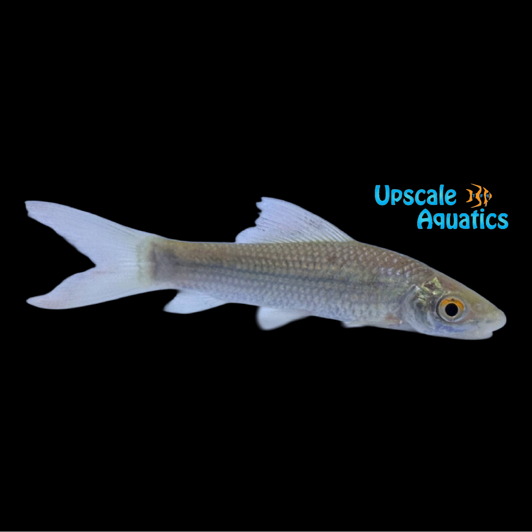 African Carp Shark (Labeo senegalensis)