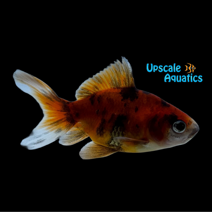 Assorted Wakin Goldfish (Carassius auratus)