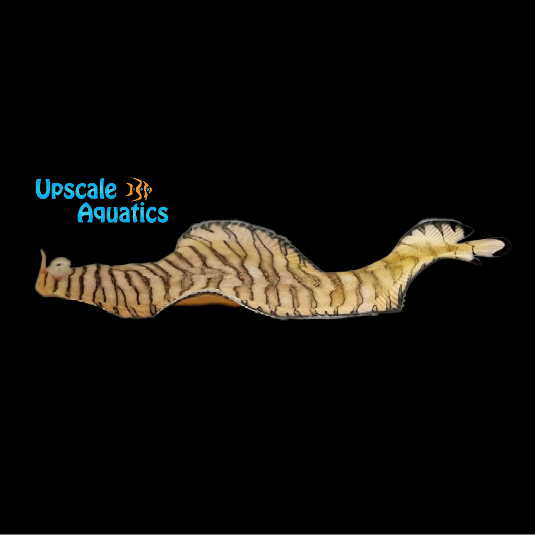Tiger Sole (Soleichthys heterorhinos)