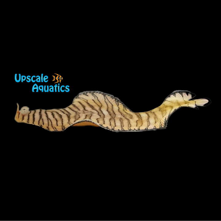 Tiger Sole (Soleichthys heterorhinos)