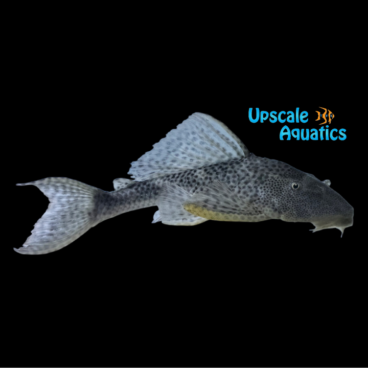 New Ranger Pleco (Pterygoplichthys sp. New Ranger)