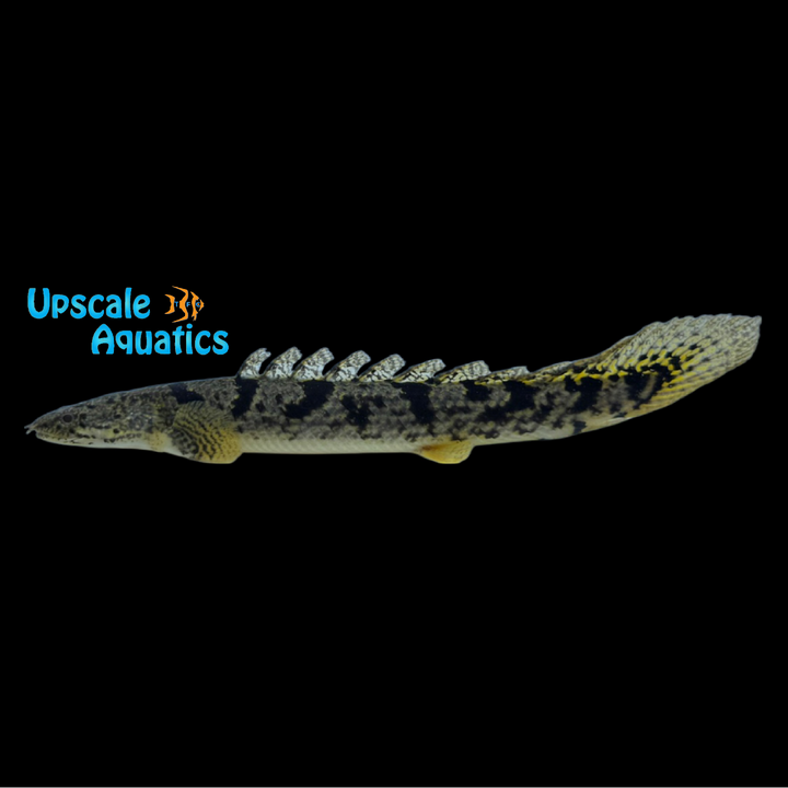Royal Tiger Delhezi Bichir (Polypterus delhezi)