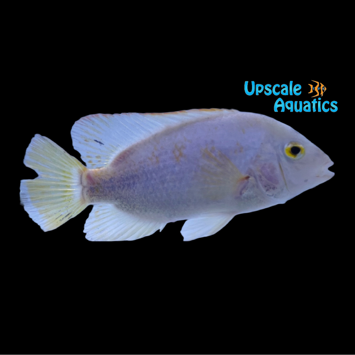 Vieja Fenestratus 'Catemaco'